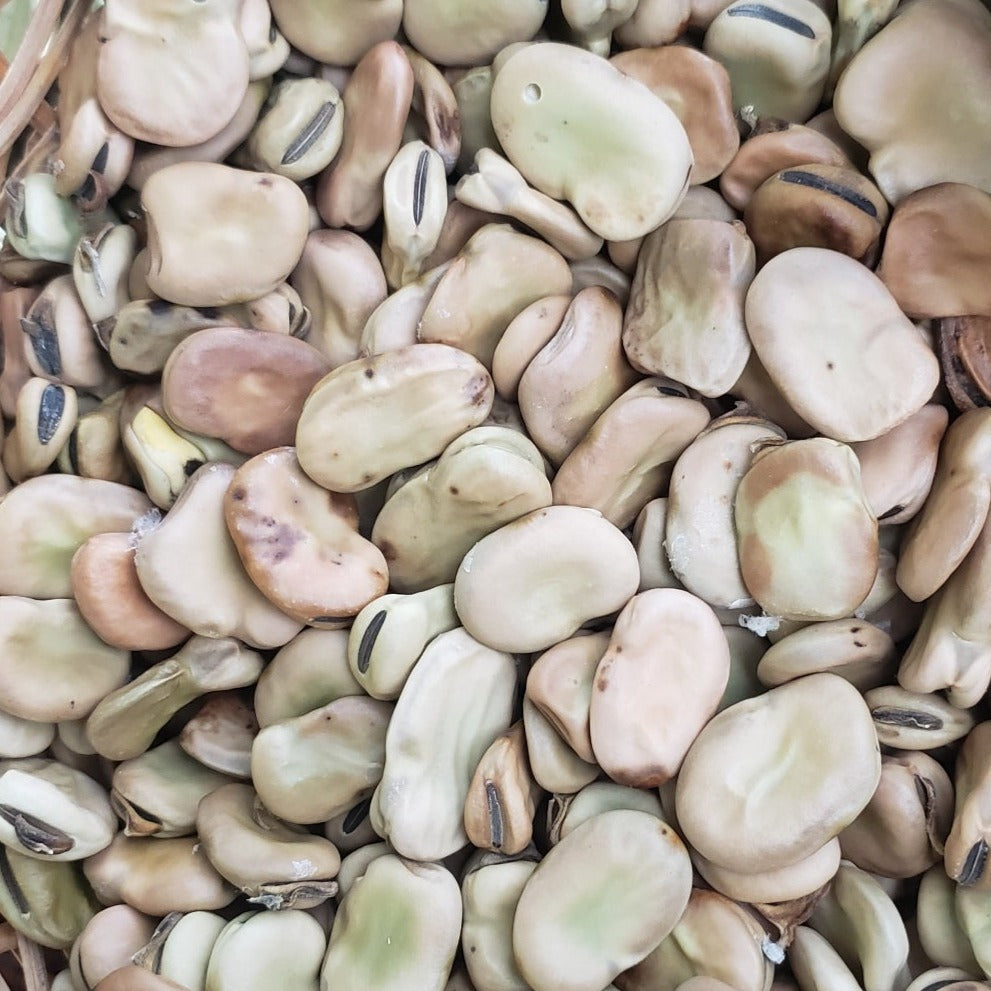 Fava Bean Seed