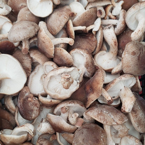 Cogumelos shiitake