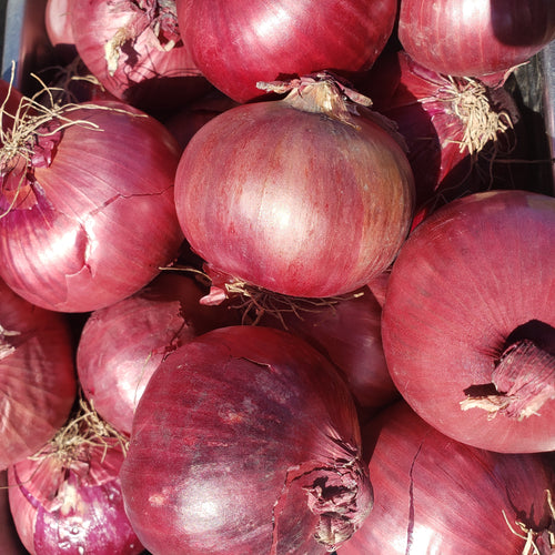 Purple Onion