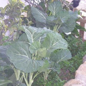 Galician Cabbage