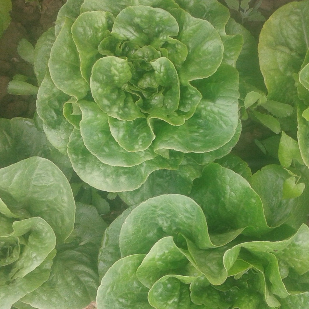 Green Lettuce