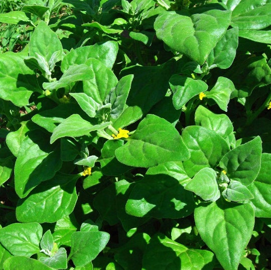 NZ Spinach, Leaves
