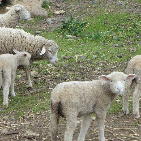Sheep Compoust