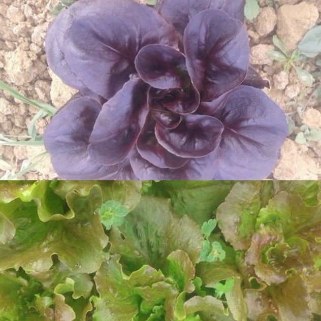 Purple Lettuce